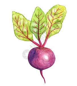 水彩芒果白色背景上隔绝的水彩甜菜根 可蔬菜手画插图背景