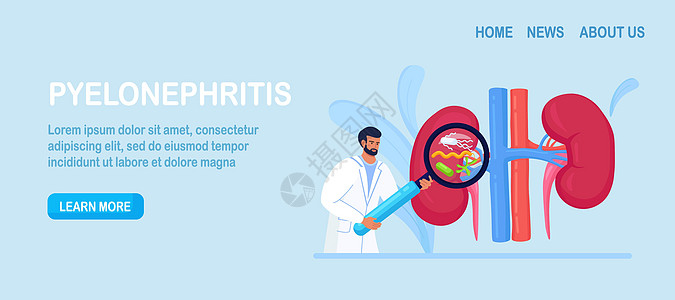 诊断肾盂肾炎疾病的小医生肾病学家 医院诊断 肾脏治疗 有放大镜的医师 泌尿科和肾脏科 肾下垂 肾功能衰竭 膀胱炎感染图表诊所生物图片