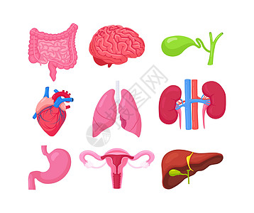 人体内部器官 脑 肠 心 肺 肾 胆囊 胃 肝 女性生殖系统 卵巢 子宫 子宫的解剖尿液静脉气管生物学科学疾病动脉教育肾脏肠子图片