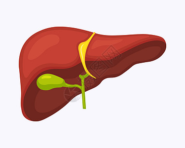 人类肝脏解剖结构 肝器官 消化系统 胆囊 保健 医疗科学图片