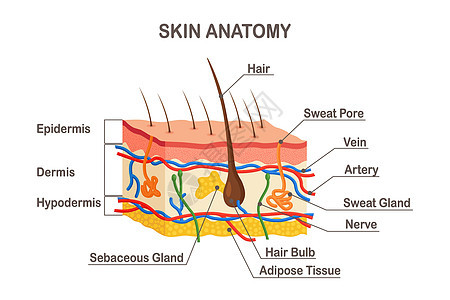 人类皮肤解剖 多层上下皮 上面有发泡 汗水和精细的腺 动脉 神经和血管等物图片
