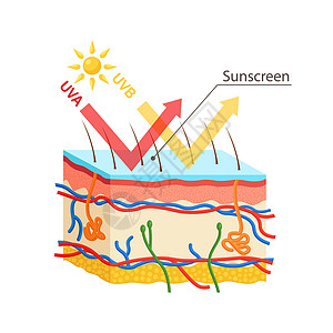 UV防护 日光屏润滑剂保护人类皮肤免受UVA UVB射线的辐射癌症损害紫外线插图皮肤科信息防晒霜晒斑阳光晒黑图片