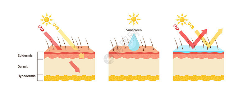 UV防护 日光屏润滑剂保护人类皮肤免受UVA UVB射线的辐射太阳危险图表健康防晒霜插图穿透烧伤渗透晒黑图片