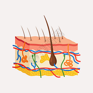 人类皮肤解剖 多层的上皮 上面有发泡 汗水和雪地 动脉 神经和血管图片
