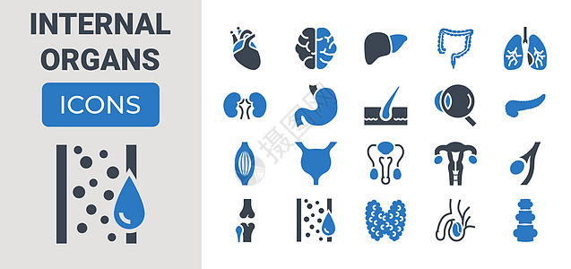 内部机关图标集图表尿液胰腺插图女性手术子宫动脉蓝色身体图片