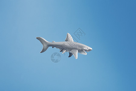 蓝底的鲨鱼玩具 空闲空间蓝色野生动物海景牙齿眼睛荒野太阳冒险生活海洋图片