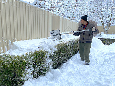 大雪天气由于树枝折断的危险 在大雪过后清理树木 冬季园艺 一个男人用雪铲从女贞树枝上抖雪背景