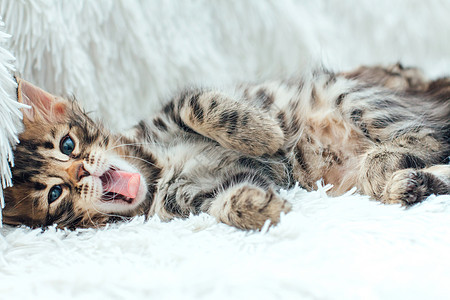 三只可爱的金刚猫 躺在毛发白毯上乐趣木炭毛皮猫科动物好奇心动物短发柔软度晶须宠物图片