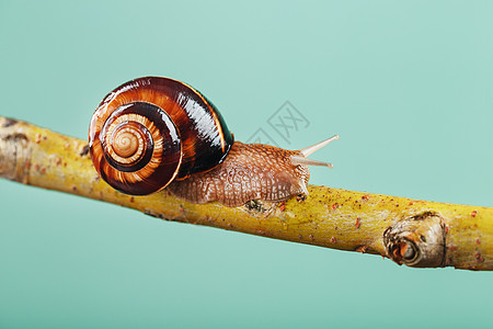 一只大片可食用葡萄蜗牛在绿色背景的树枝上爬行荒野木头宏观生长螺旋环境动物鼻涕虫叶子产品图片