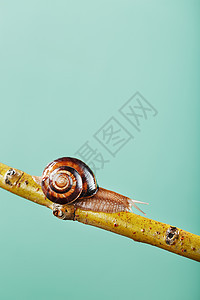 一只大蜗牛 有角和棕色贝壳 在绿色背景下沿着树枝爬行植物群荒野土地野生动物花园营养粘液美味产品森林图片