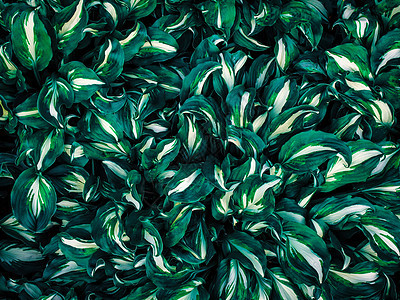 热带树叶 抽象绿色树叶纹理 自然背景图片