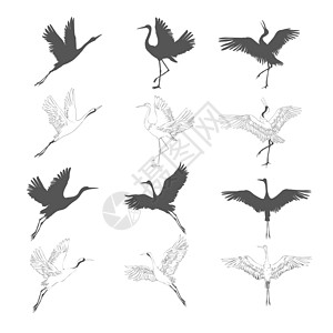 飞行中的野鸟 自然界或天空中的动物 鹤或鹤和鹳或 shadoof 和带翅膀的 Ciconia 雕刻素描手绘复古风格羽毛阴影白鹳动图片