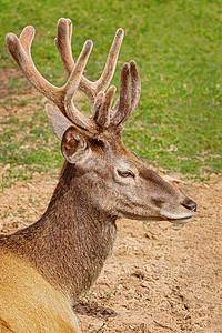 鹿的肖像动物野生动物水平喇叭旅行哺乳动物动物群草原荒野旅游图片