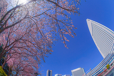 盛开的城市和横滨米那托米拉伊市植物粉色观光花瓣地标旅游晴天蓝天摩天大楼火车站图片