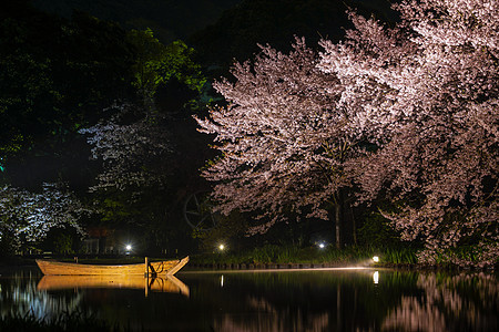 樱花三角夜植物夜景反射风格聚光灯照明精神景点木板庭园图片