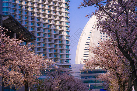 樱花盛开 横滨城和横滨市图片