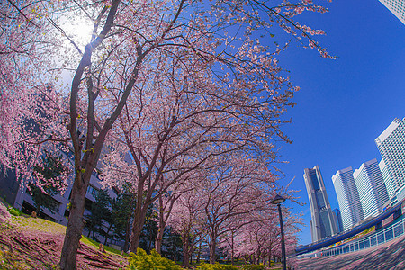 盛开的城市和横滨米那托米拉伊市火车站樱花天空景点蓝天建筑群晴天地标粉色旅游图片