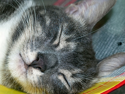 一只年轻的猫睡在公寓里白色房间黑色小猫猫咪休息宠物哺乳动物毛皮虎斑图片
