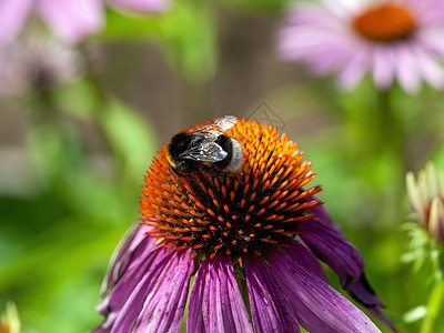 大黄蜂在花园花朵上收集花粉植物植物群微距蜜蜂雌蕊场地昆虫雄蕊花瓣植物学图片