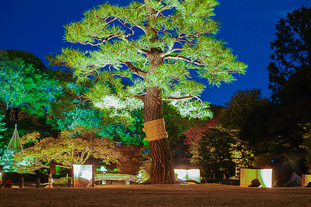 公园夜景园(露叶)背景