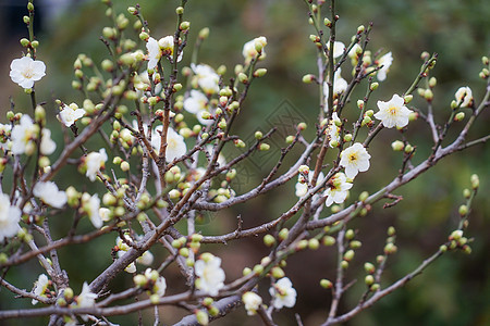 奥久山梅花园白梅木头梅花植物粉色叶子花瓣花园红梅花图片