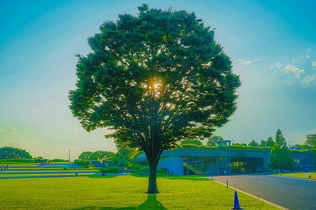 新的绿色大树和阳光植物材料日落木头美景橙子背景天空文化公园图片