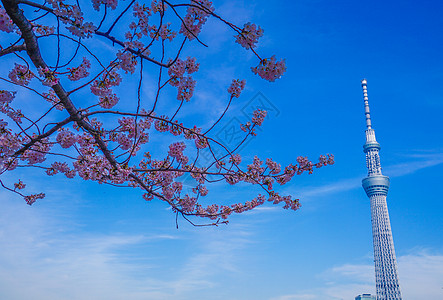 樱花花和东京天树图片