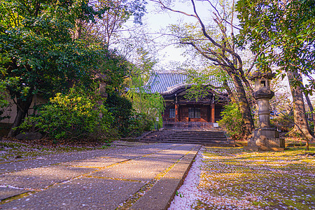 的樱花花东京岛区寺庙樱花植物蠕虫建筑粉色池塘机构花瓣街景图片
