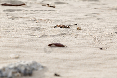 沙中螃蟹图片