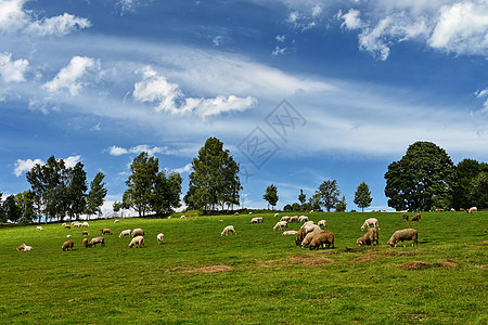 牧羊群在绿地上 天空和太阳都蓝了库存季节动物羊肉生态农田农村国家羊毛团体图片