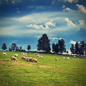 牧羊群在绿地上 天空和太阳都蓝了哺乳动物牧羊人库存动物草原羊毛草地场景环境季节图片