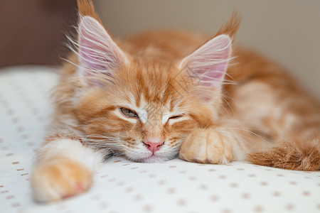 美丽的火热小红猫主的羽毛熊 躺在一个蜜蜂枕头上猫咪红色宠物猫哺乳动物宠物胡须动物图片