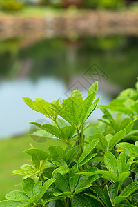 露露的新植物图片