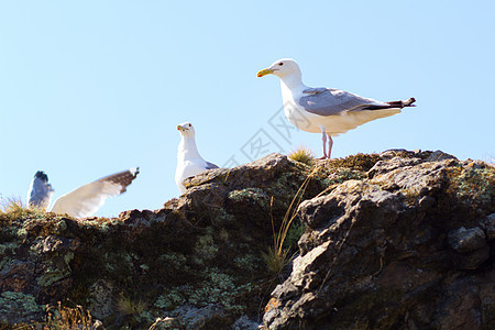 Baikal湖岸边图片