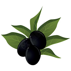 逼真的成熟新鲜黑橄榄反对白色背景矢量处女市场收成标签烹饪叶子树叶艺术农业生态图片
