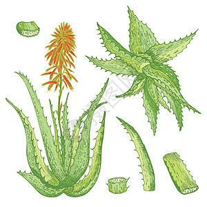 一套芦荟手绘图案 上面有生命和花朵 绿色和红色隔离在白色背景上 复古复古图形设计植物素描凝胶包装药剂产品插图草本植物工艺叶子艺术图片