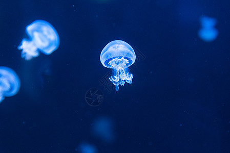 蓝光照亮的海胆水母海上生活海洋水族馆情调脉搏异国根瘤菌游泳动物蓝色图片