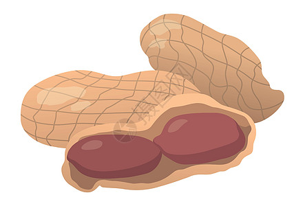 现实的烤花生坚果白背景  矢量黄油涂鸦饮食种子健康插图卡通片核心草图花生图片