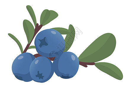 白色背景上的现实新鲜蓝莓矢量收成艺术甜点绘画蓝色水果叶子浆果标识食物图片