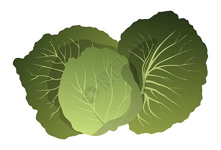 现实的新鲜生菜叶白背景  矢量插图营养饮食收成叶子农场花园植物卡通片沙拉图片