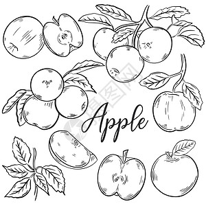苹果素描画手绘图片