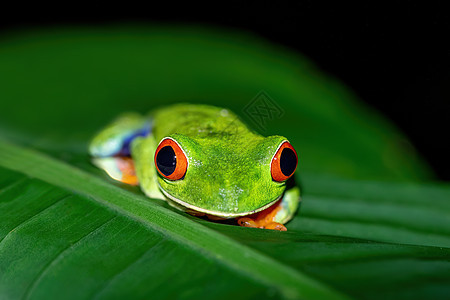 红眼树青蛙 阿加利赫尼斯卡米德里亚斯 拉福尔图纳 哥斯达黎加野生生物图片