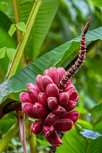 红色的一小群未成熟的小野生香蕉 哥斯达黎加图片