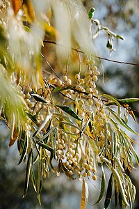 自然背景 水平方向图像 橄榄树 浆果的垂直缝合物图片