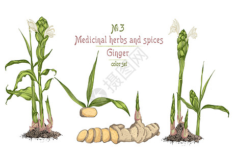 由金洁树根 生命和花朵所绘制的多彩手画成草本植物食物蔬菜插图植物排毒墨水柠檬铅笔粉末图片