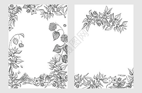 手画边界框架图案 在白色背景上以黑色的浆果 生活和树枝为黑色绘制边框图案药品酸浆植物学草图草药标识叶子绘画植物粉末图片