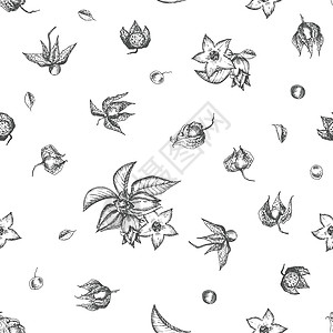 无缝无缝图案手 用浆果 生活和白背景上黑色的树枝绘制 复古图形设计雕刻药品植物学绘画草药生态植物标识草本植物草图图片