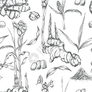 由金姜根 生命和花朵所绘制的无缝图案手 颜色黑色 与白色背景隔绝 Retro老旧图形设计 植物素描绘画 雕刻风格香料蔬菜食物药店图片