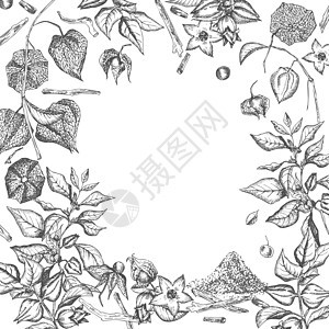 手画边界框架图案 在白色背景上以黑色的浆果 生活和树枝为黑色绘制边框图案生态植物学雕刻酸浆草图叶子绘画草本植物植物标识图片