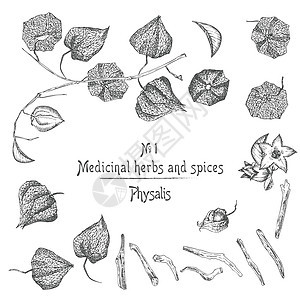 白色背景上黑色的浆果 生命和树枝 图形设计 植物素描图画(植物绘画)图片